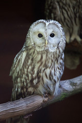 East European Ural owl (Strix uralensis uralensis)
