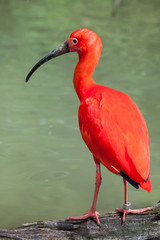 Scarlet ibis (Eudocimus ruber).