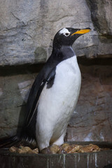 Gentoo penguin (Pygoscelis papua).