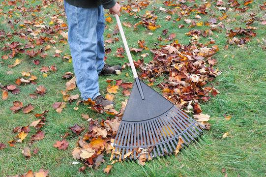 Man Working In The Yard To Clean Fallen Leaves By Fan Rake