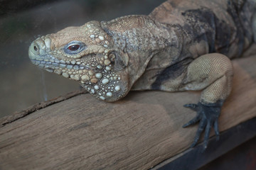 Cuban rock iguana (Cyclura nubila)