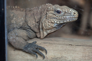 Cuban rock iguana (Cyclura nubila)