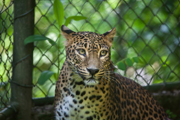 Sri Lankan leopard (Panthera pardus kotiya)