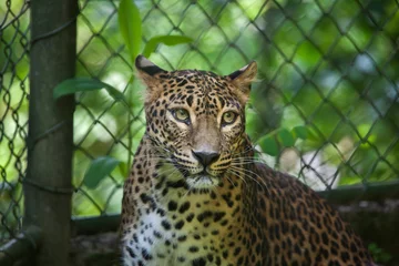 Foto op Canvas Sri Lankan leopard (Panthera pardus kotiya) © Vladimir Wrangel