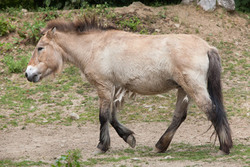 Przewalski's horse (Equus ferus przewalskii)