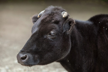 Dahomey dwarf cattle (Bos primigenius taurus).