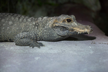 Dwarf crocodile (Osteolaemus tetraspis)