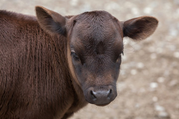 Dahomey dwarf cattle (Bos primigenius taurus).