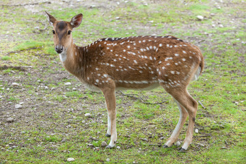Naklejka na ściany i meble Chital (Axis axis), also known as the spotted deer.