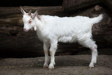 Girgentana goat (Capra aegagrus hircus)