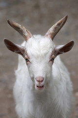 Girgentana goat (Capra aegagrus hircus)