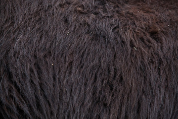 Llama (Lama glama). Fur texture
