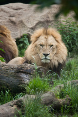 Lion (Panthera leo).