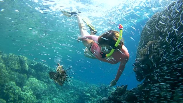 snorkeling - young woman dives into the school of fish Hardyhead Silverside (Atherinomorus lacunosus) in a coral canyon, Red sea, Dahab, Sinai Peninsula, Egypt
