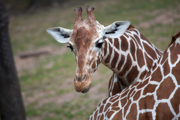 Reticulated giraffe (Giraffa camelopardalis reticulata).
