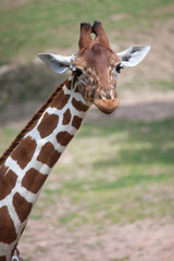Reticulated giraffe (Giraffa camelopardalis reticulata).