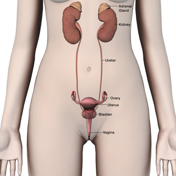 Female Urinary and Reproductive Systems Labeled