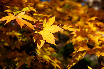 Blurry yellow maple leaves in autumn.