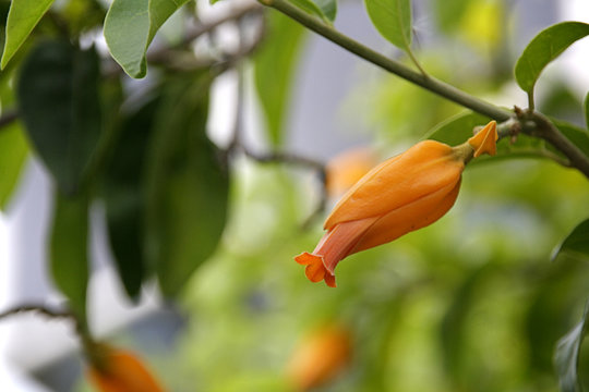 Juanulloa Mexicana