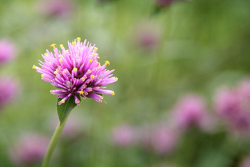 Gomphrena globosa 'Fireworks' 