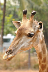 Giraffe head in public zoo.