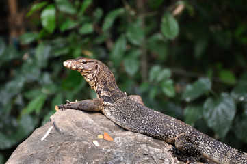 Water monitor or Varanus salvator in park