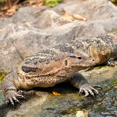 Fototapeta premium Water monitor or Varanus salvator in park
