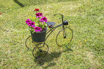Fototapeta na wymiar Green basket with flowers hanging on old small bicycle in garden. Garden decoration