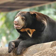 Malayan sun bear looking to camera