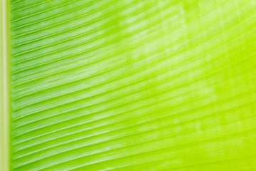 jeune feuille de ravenale, l'arbre du voyageur malgache 