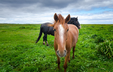 Horses in a pasture meadow.  Tan colored steed horse in a pasture meadow comes walking up to the camera.