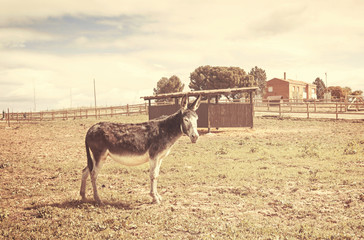 Obraz premium Donkey with nature