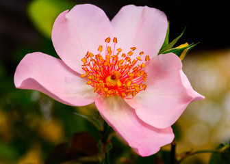 Pink Five Petal RosePoulsen's Pearl, Floribunda,