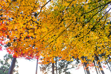 the beautiful autumn color of Japan maple..leaves on tree is gre