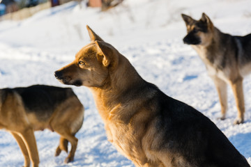 Dog in the winter
