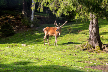 Wild deer in a forest