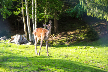 Wild fawn in a forest