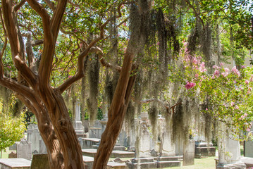 Crepe Myrtle Tree with Pink Flowers and Spanish Moss