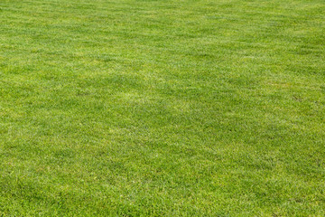 Grass background texture