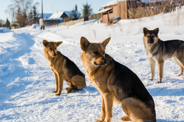 Dog in the winter