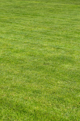 Grass background texture