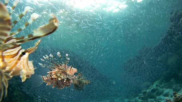 Sunset hunt group Red lionfish on large school of fish Hardyhead Silversides Atherina silvering in sunshine, swims on corals canyon, Red sea, Dahab, Egypt. Small fishes reflecting in sundown beams