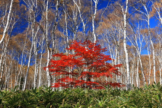 八千穂高原 Images Browse 801 Stock Photos Vectors And Video Adobe Stock