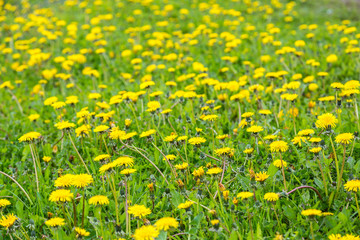 Fototapeta premium Dandelion field