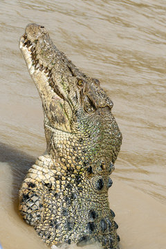 salt water crocodile