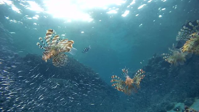 Joint evening hunt Red lionfish (Pterois volitans) and Common sergeant (Abudefduf vaigiensis) to a large school of fish Hardyhead Silverside (Atherinomorus lacunosus), Red sea 
