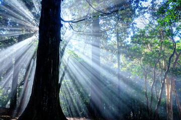 恩賜箱根公園杉林の光芒