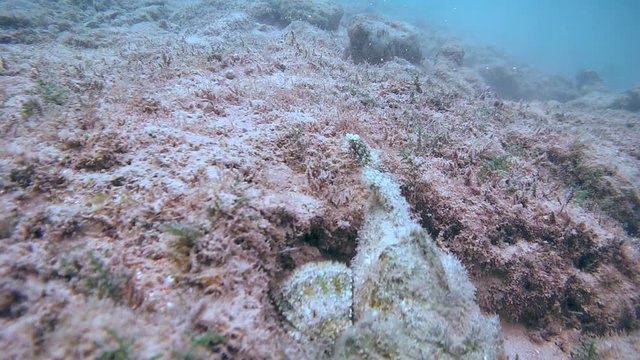 Devil Scorpionfish (Scorpaenopsis diabolus) moves along the bottom on the pectoral fins, Red sea, Sharm El Sheikh, Sinai Peninsula, Egypt
