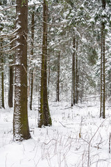 Fototapeta premium Snowy trees in winter forest in the foreground