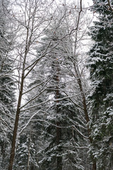 The trees in the snow against a gray winter sky